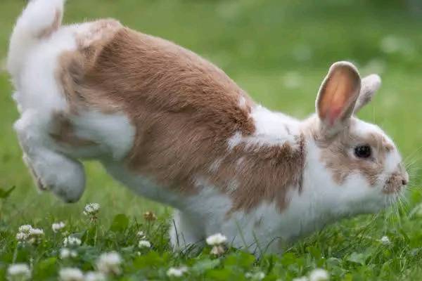 Rabbit stamping back foot communication signal UK