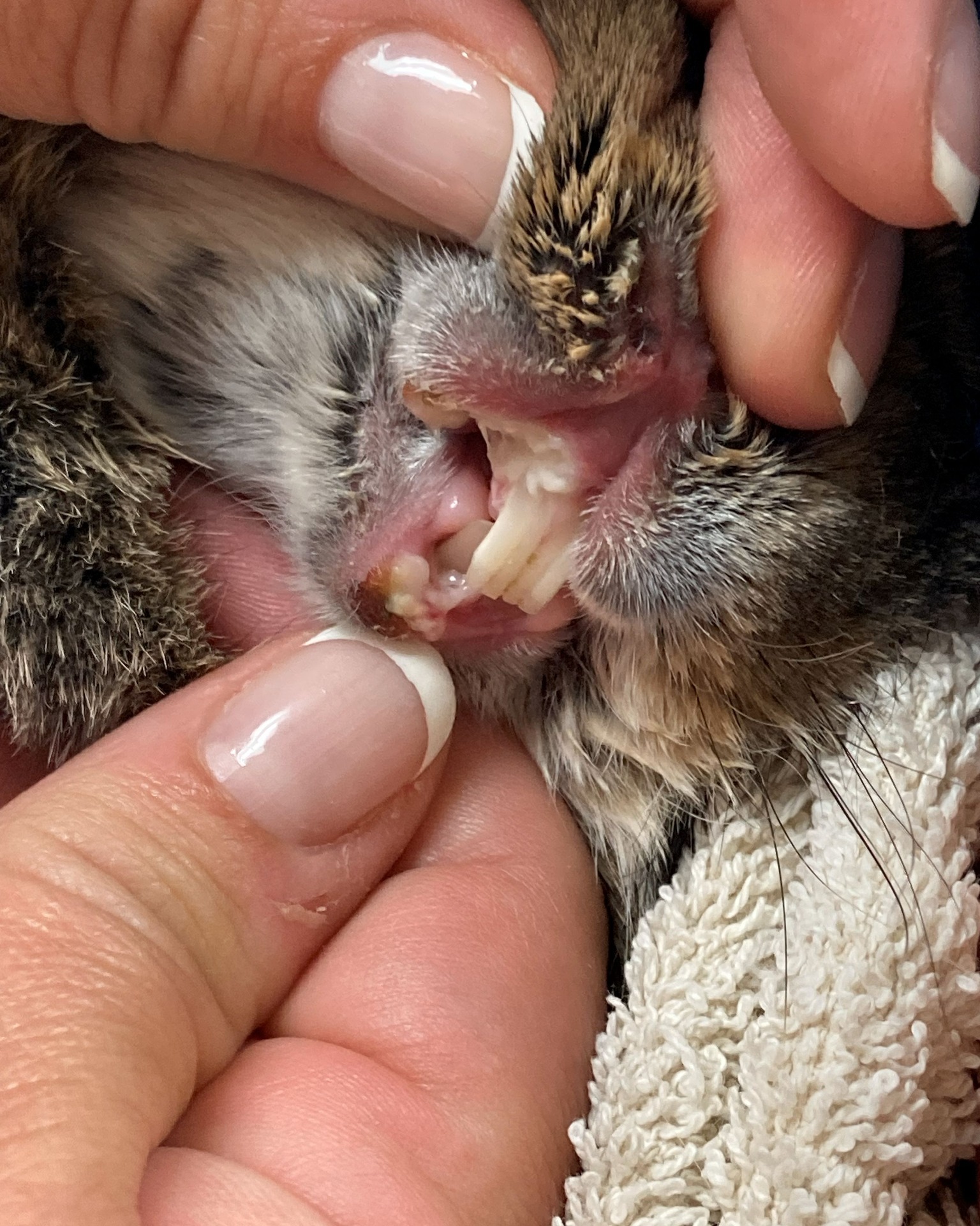 Rabbit tooth grinding bruxism pain sign UK rabbit owner guide