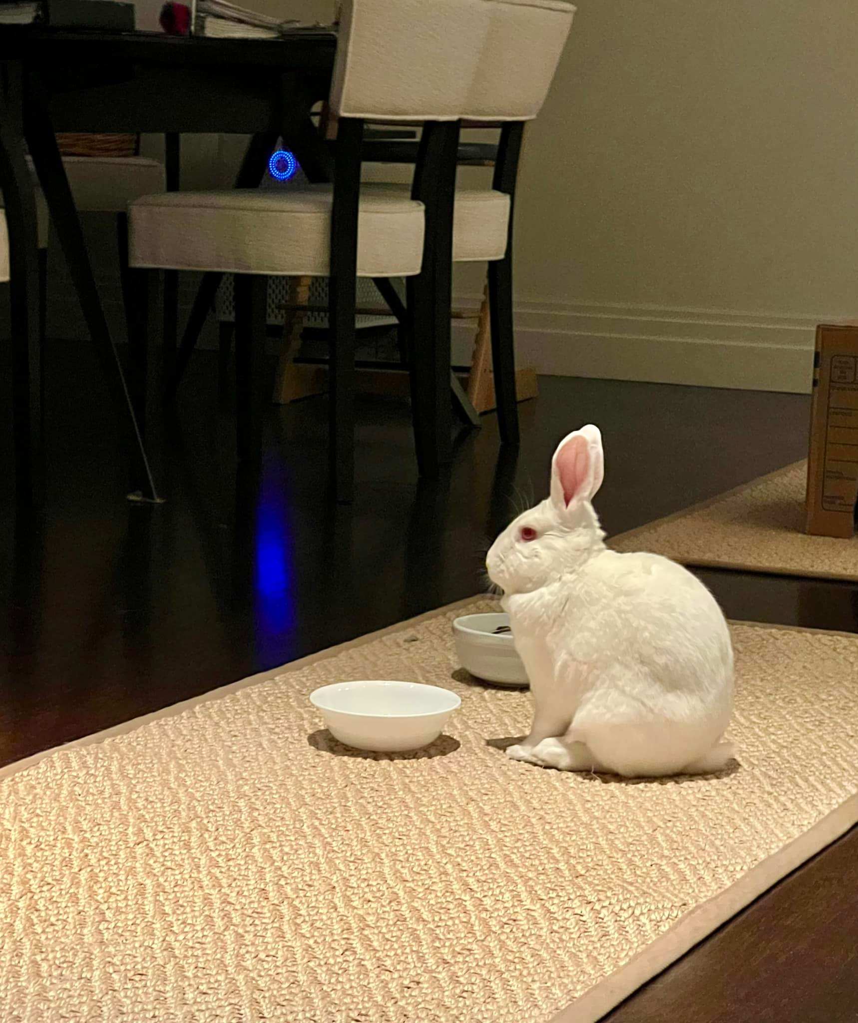 Rabbit turning back on owner annoyance signal UK home