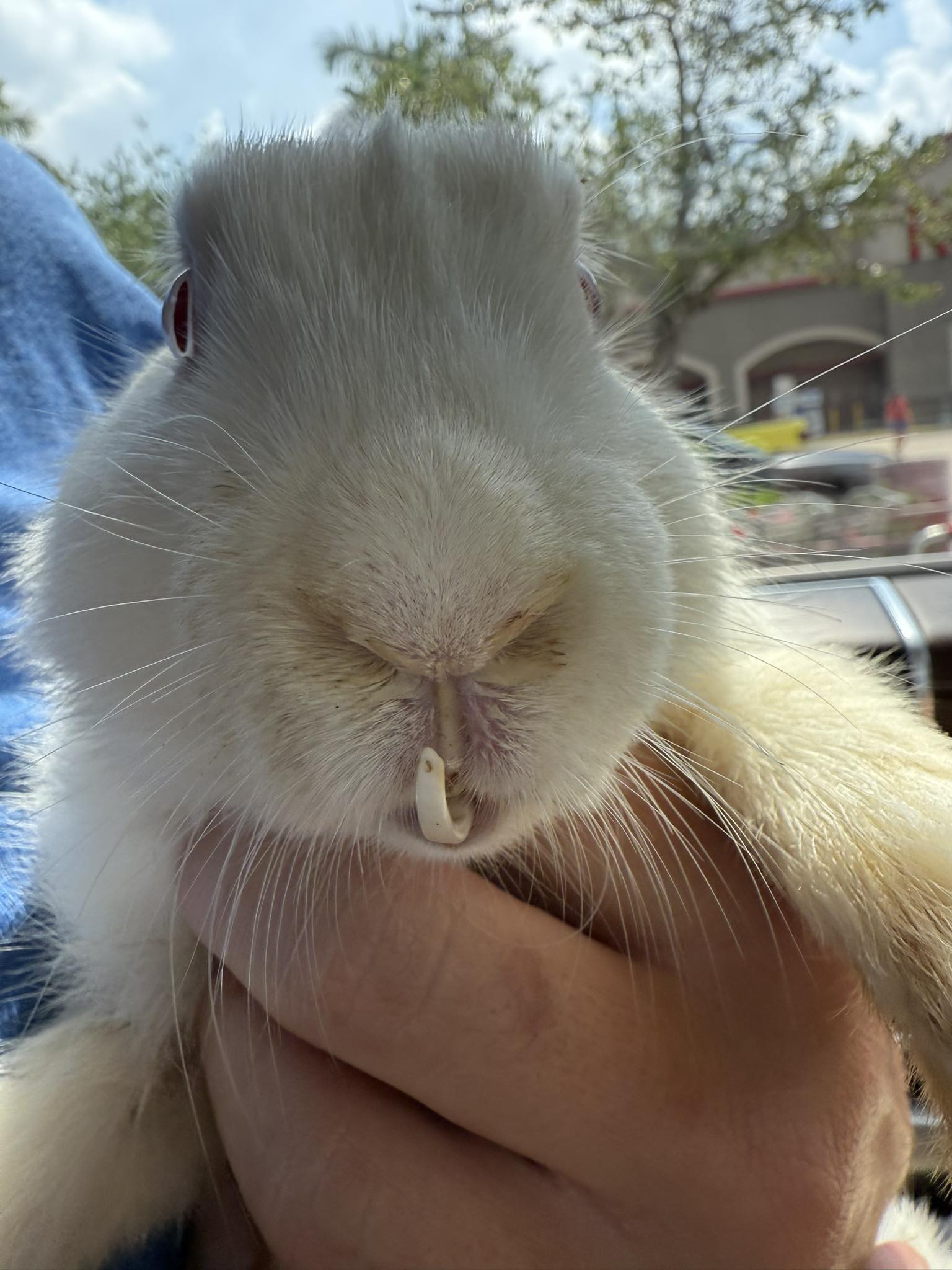 Rabbit with dental problems showing weight loss and drooling