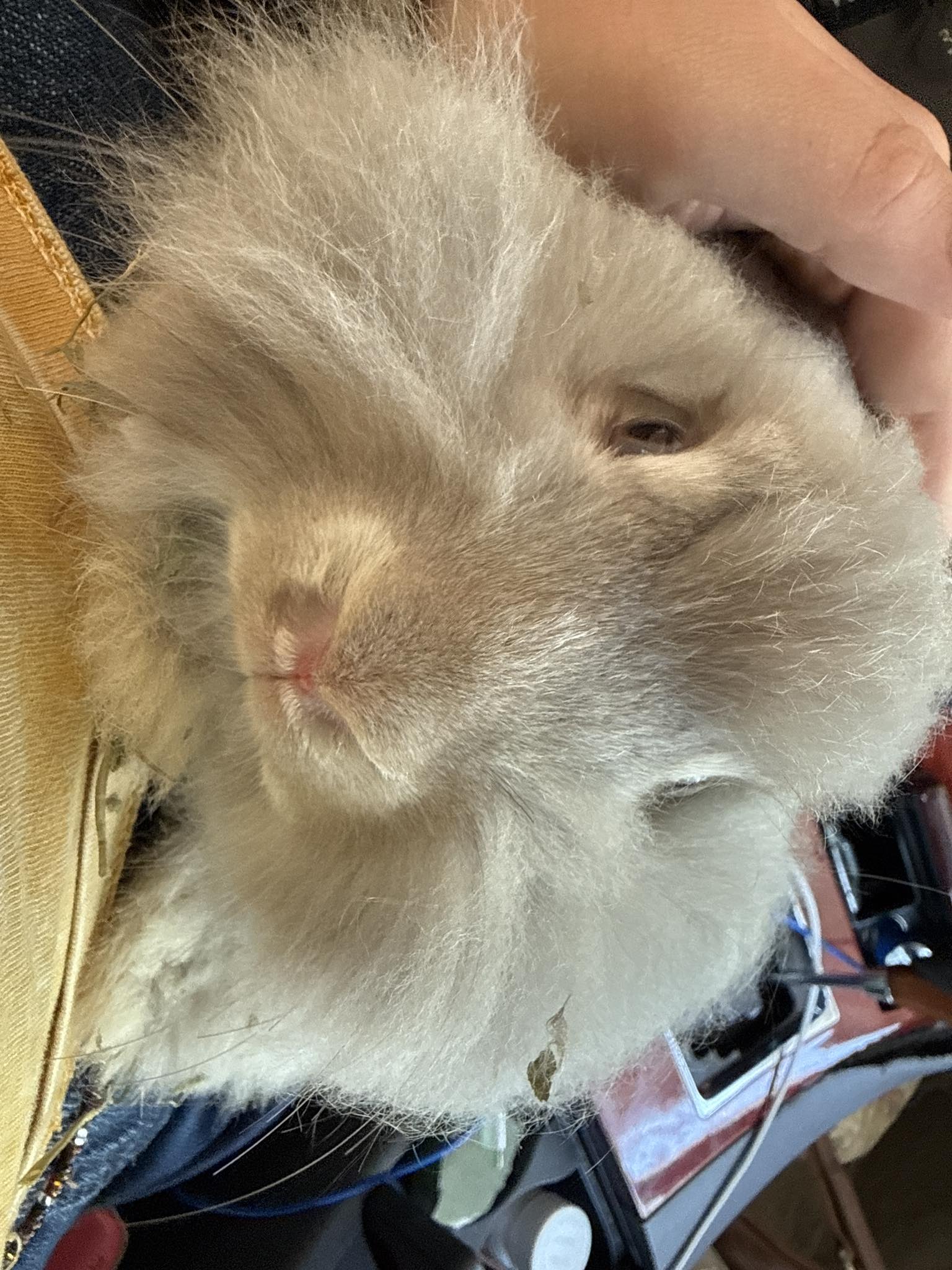 Rabbit with runny nose showing signs of respiratory infection