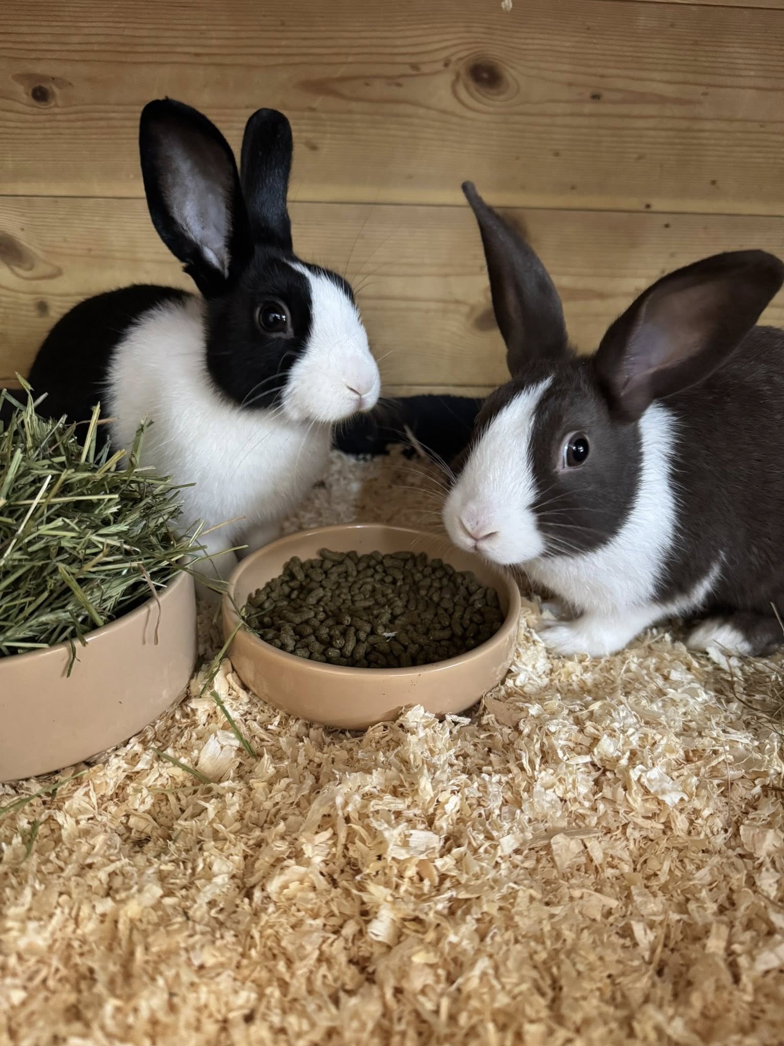 Rabbits at Paradise Pets Swindon