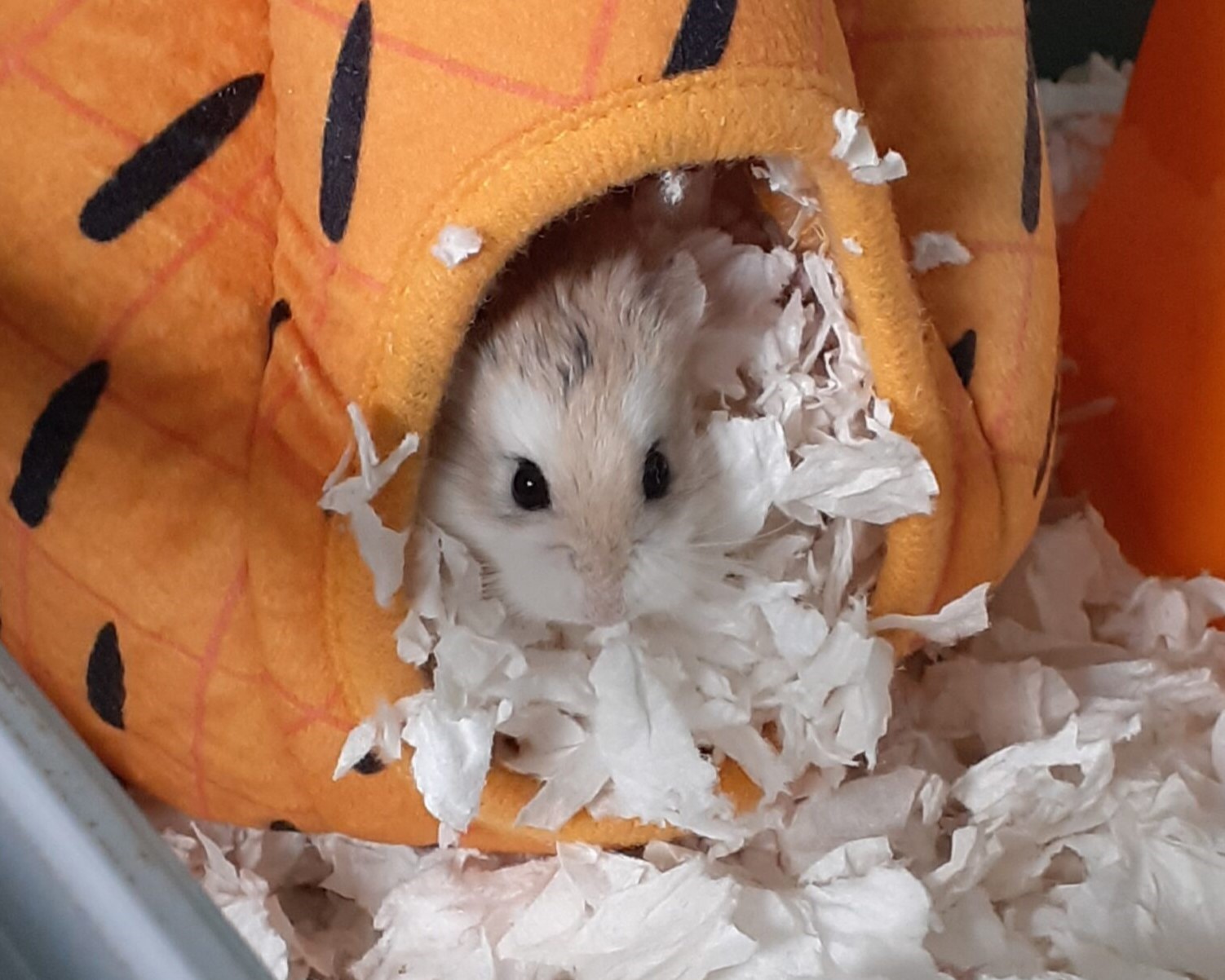 Roborovski hamster exploring enclosure quickly