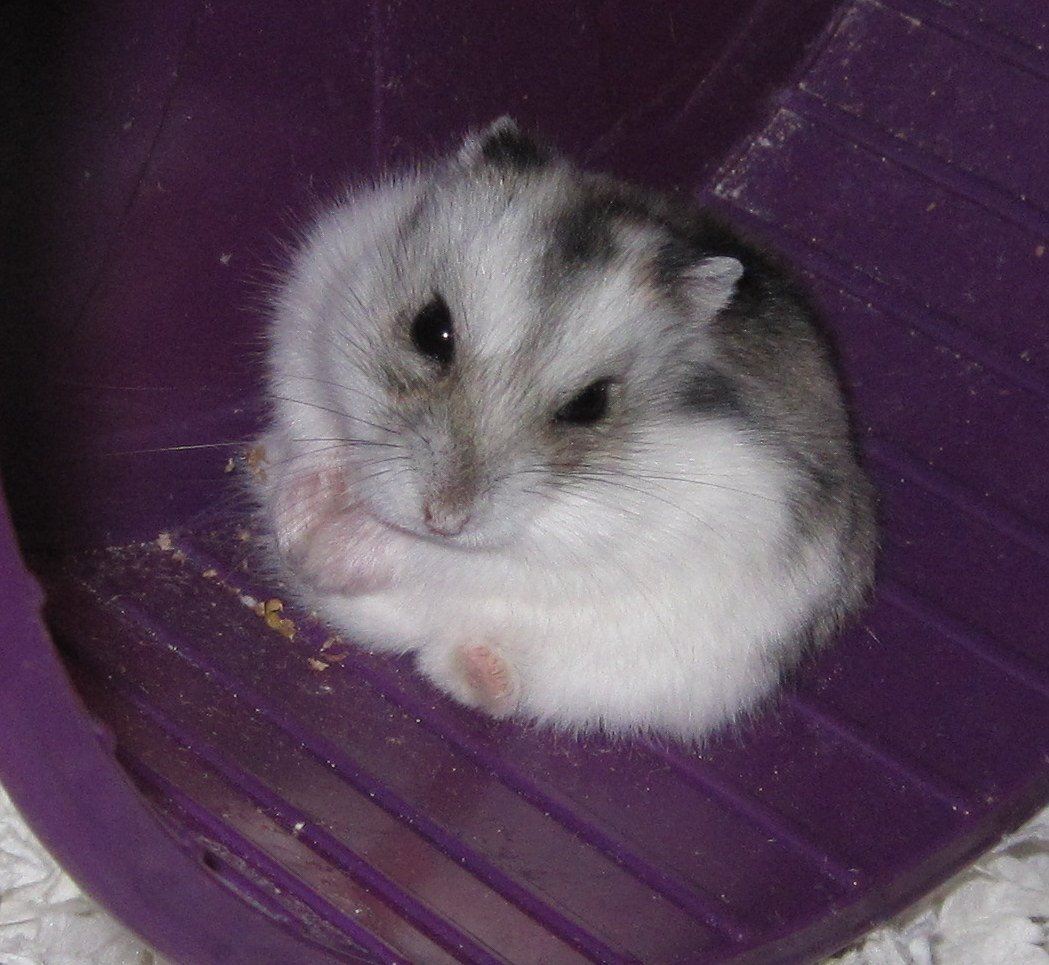 Russian Campbell dwarf hamster active in cage environment