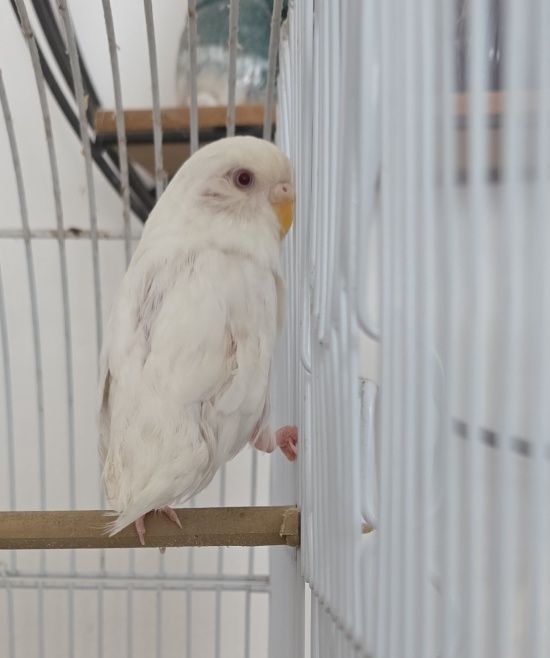 Safe clean budgie cage setup away from irritants UK