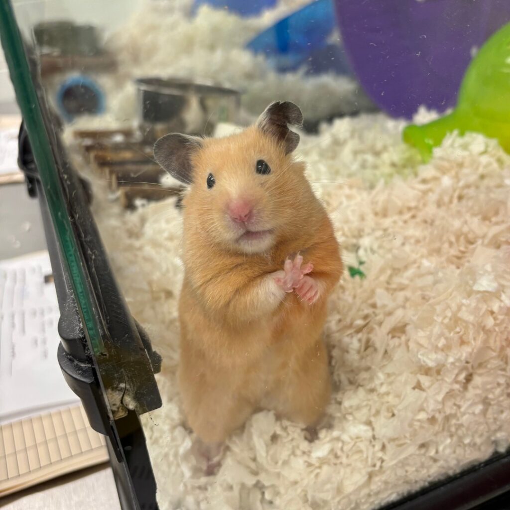 Safe gradual warming hamster recovery UK home gentle