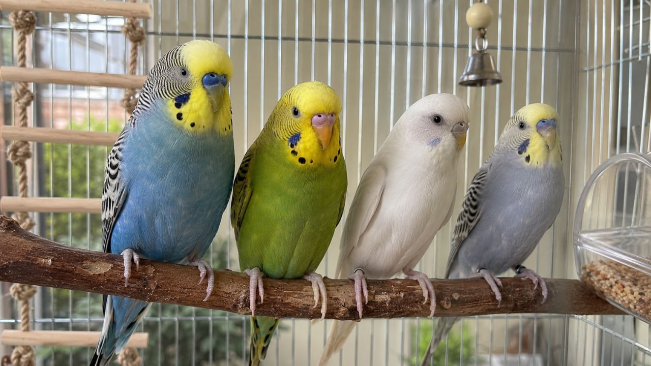 Senior UK owner with companion budgie best breeds retirees guide