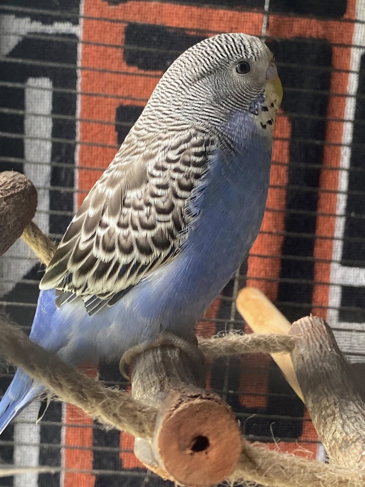 Senior friendly budgie cage living room corner UK setup