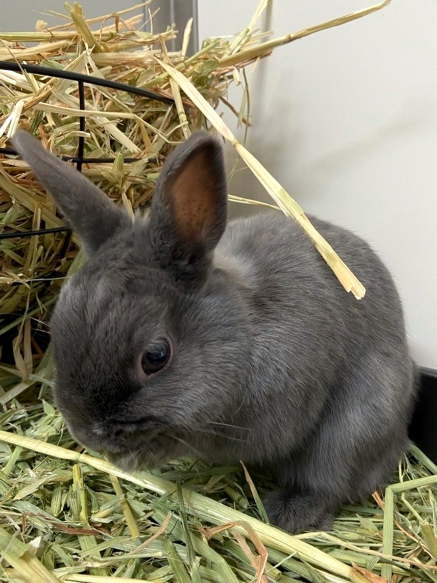 Senior pet rabbit healthy at 10 years old UK home