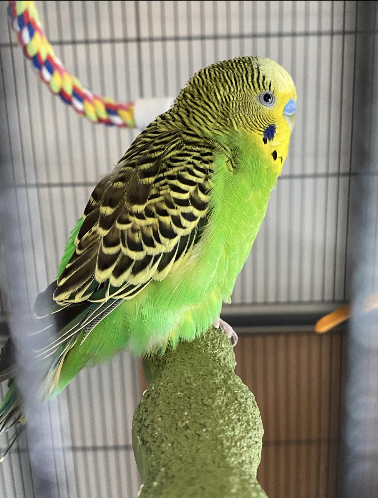 Sick budgie sitting fluffed on perch which can cause biting due to pain