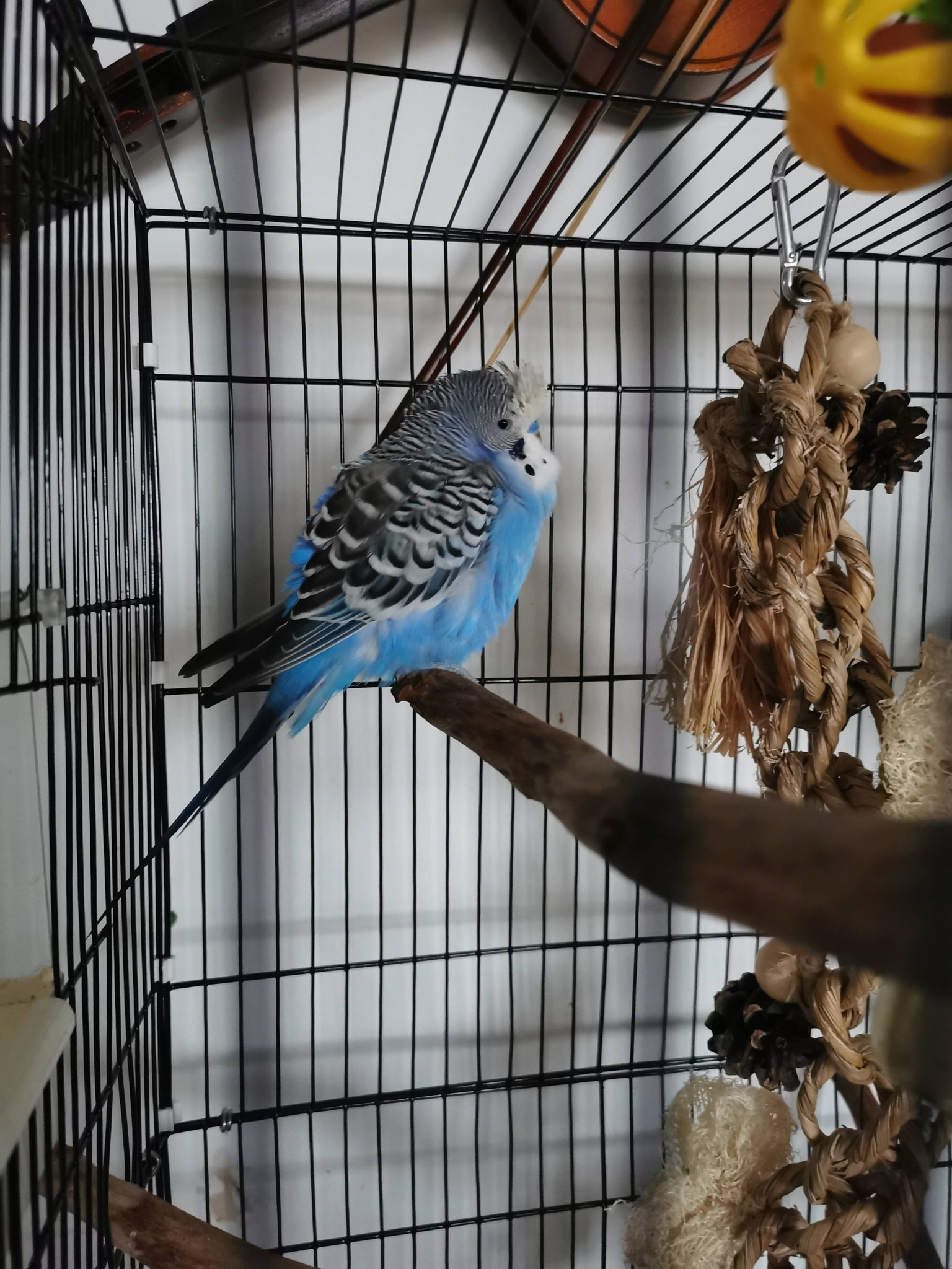 Sick budgie sitting fluffed up on a low perch not eating