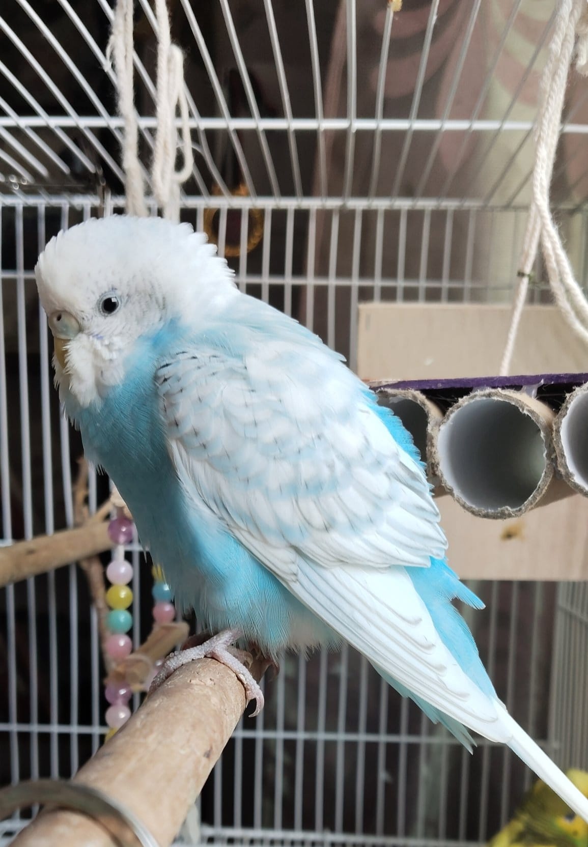 Sick budgie sitting with fluffed feathers on a perch