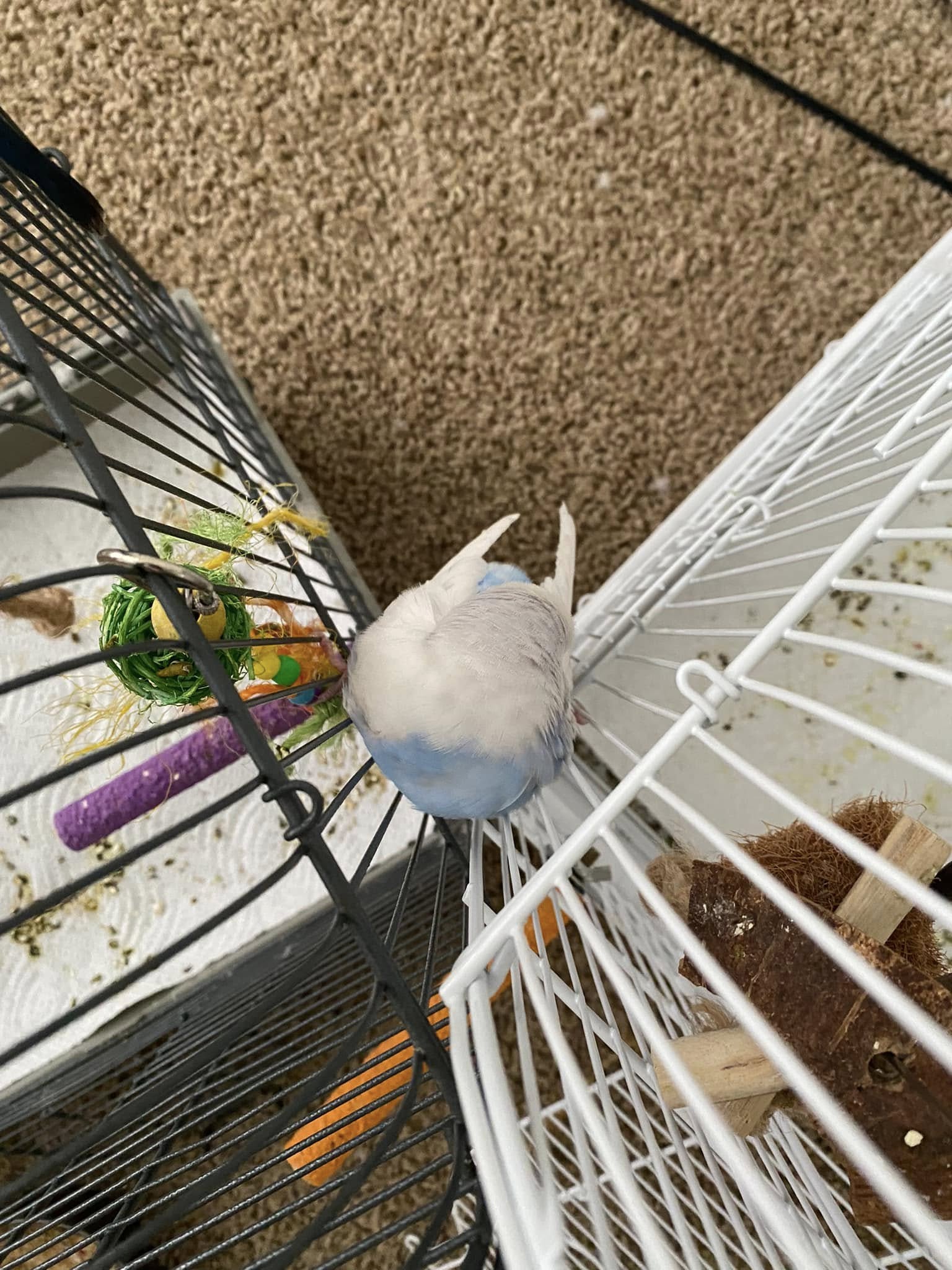 Sick budgie sleeping on cage floor needing urgent vet care