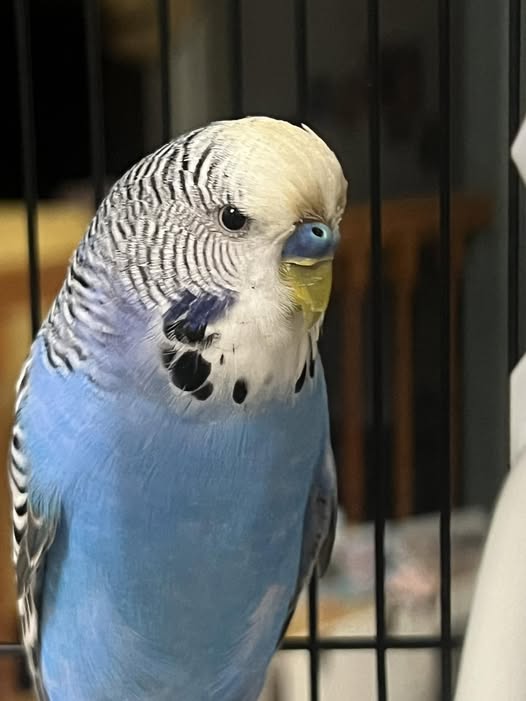 Sick budgie with infection unhealthy droppings warning