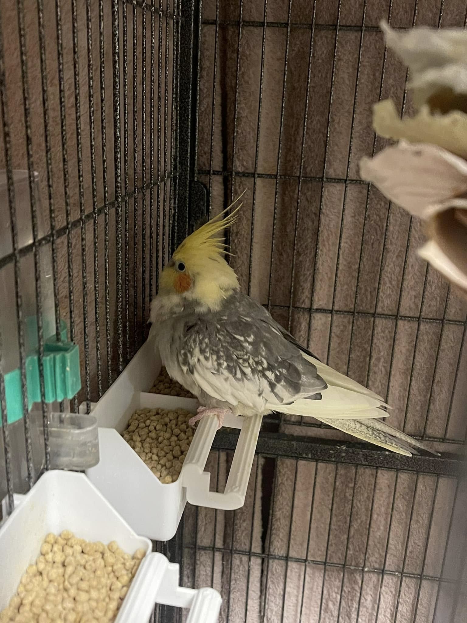 Sick cockatiel fluffed up on low perch not eating