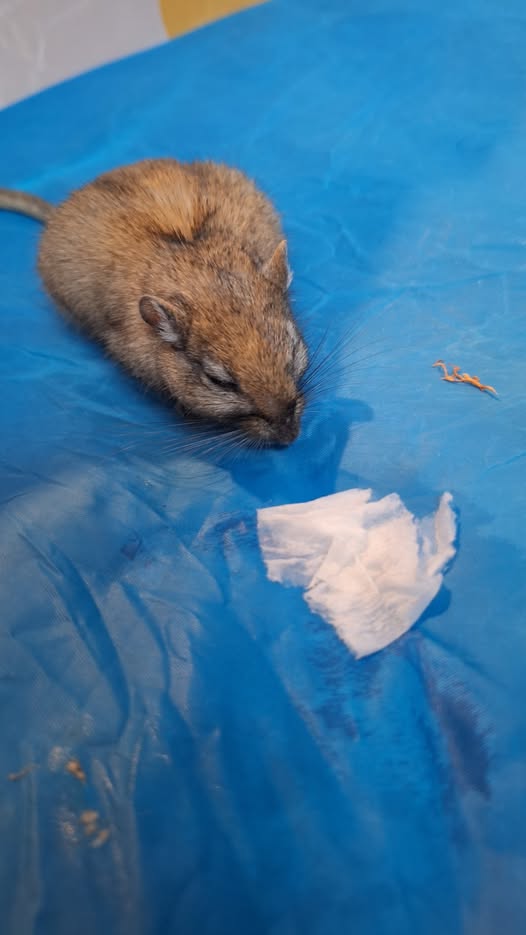 Sick gerbil hunched in corner of cage with ruffled coat UK