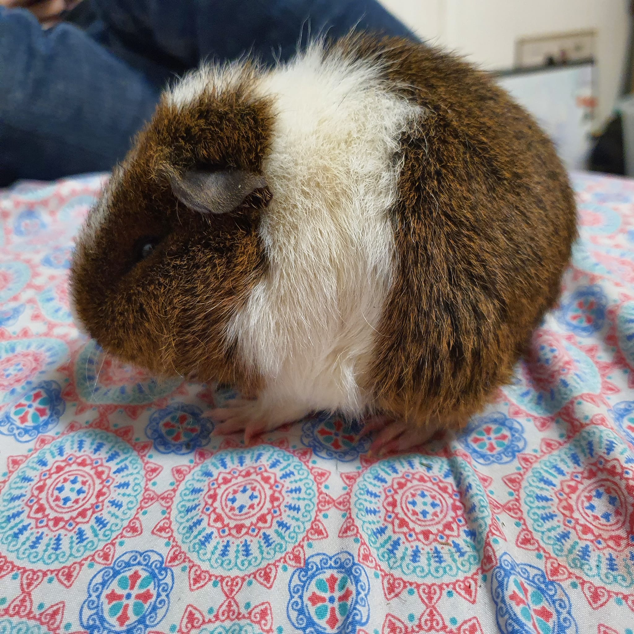 Sick guinea pig hunched showing gut stasis emergency signs