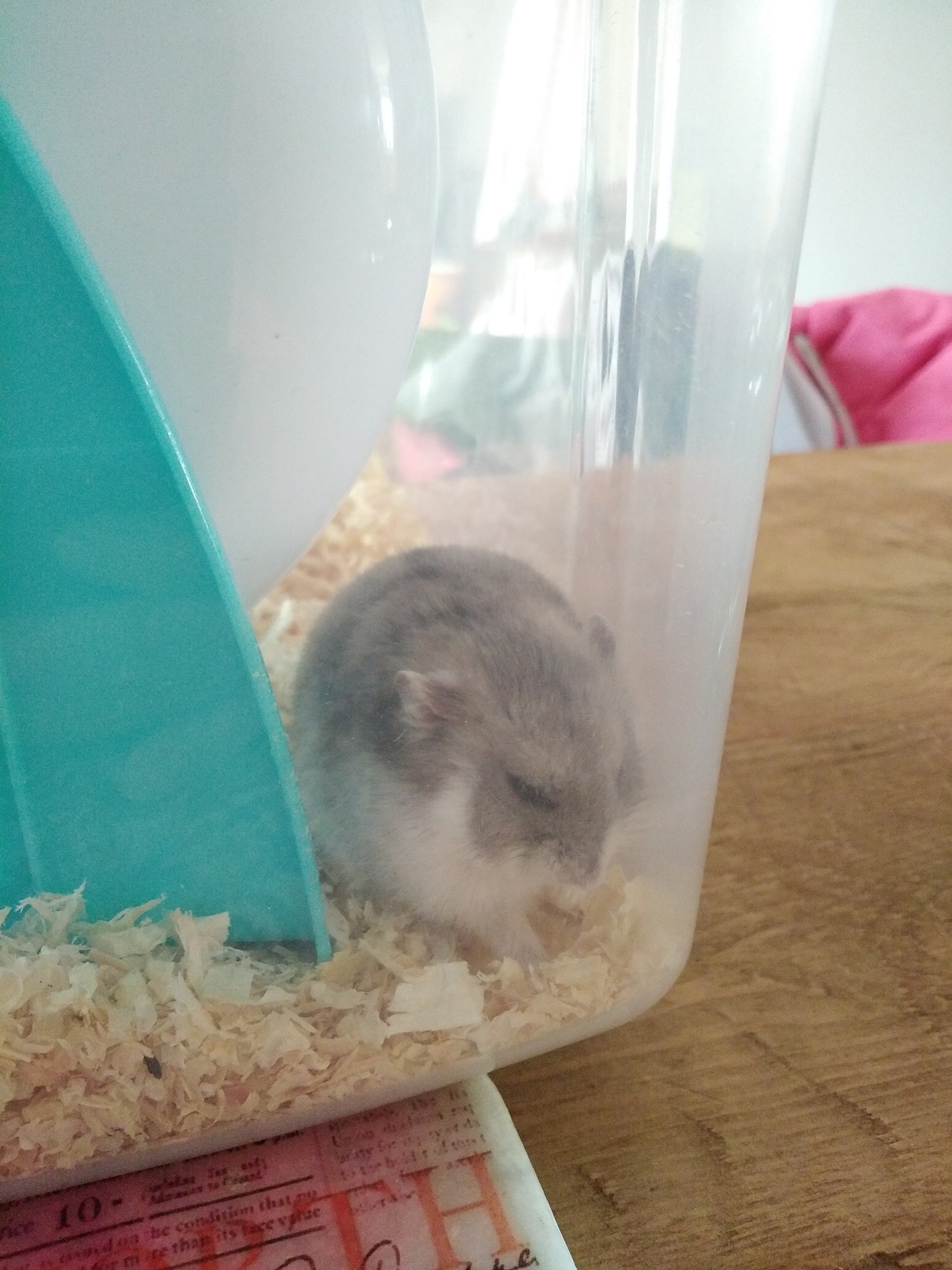 Sick hamster sitting hunched and not moving in its cage