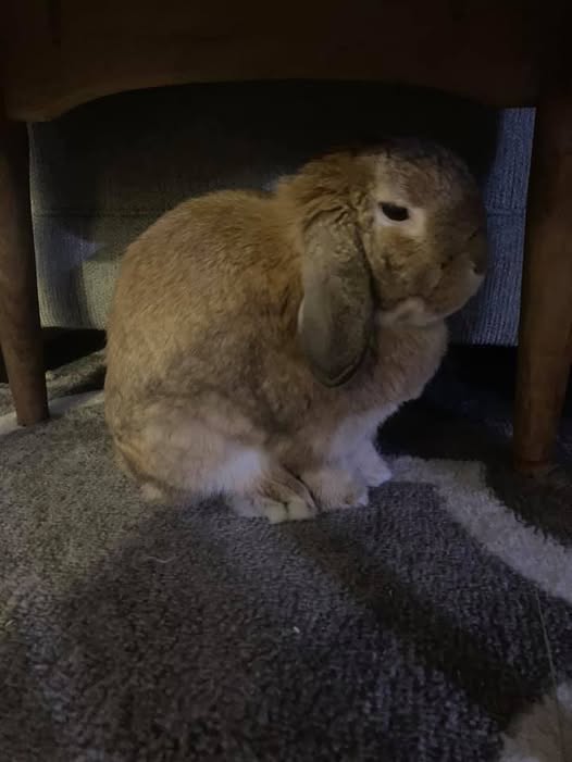 Sick rabbit hunched showing gut stasis emergency signs UK