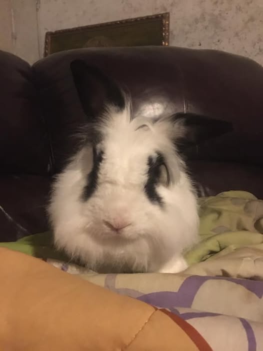 Sick rabbit with snuffles respiratory infection symptoms