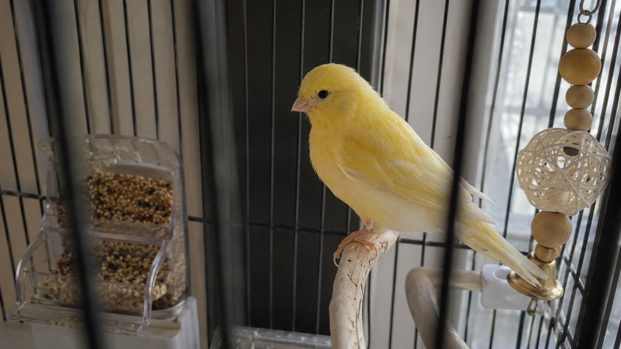 Silent canary not singing on perch UK owner worried