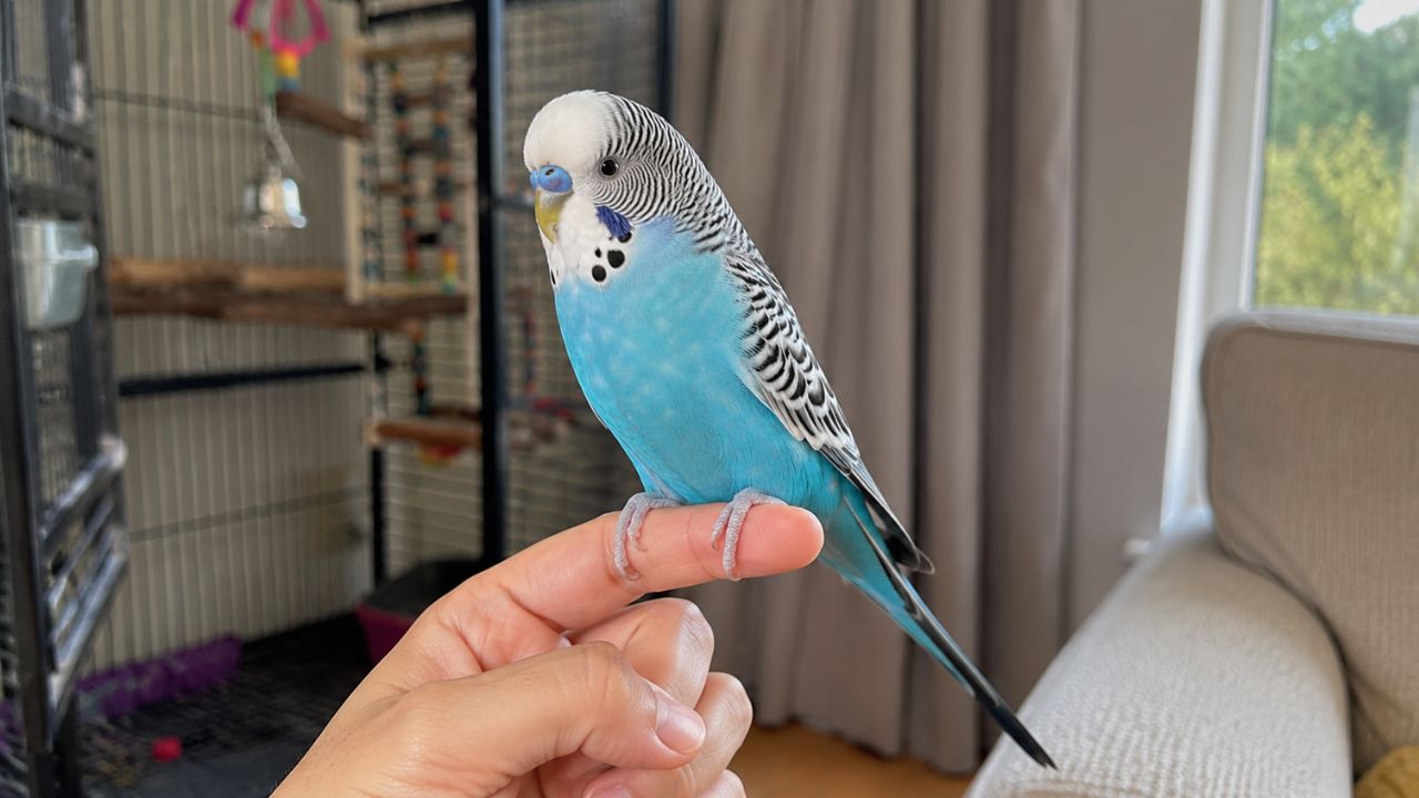 Single adult with companion budgie UK home best breeds guide