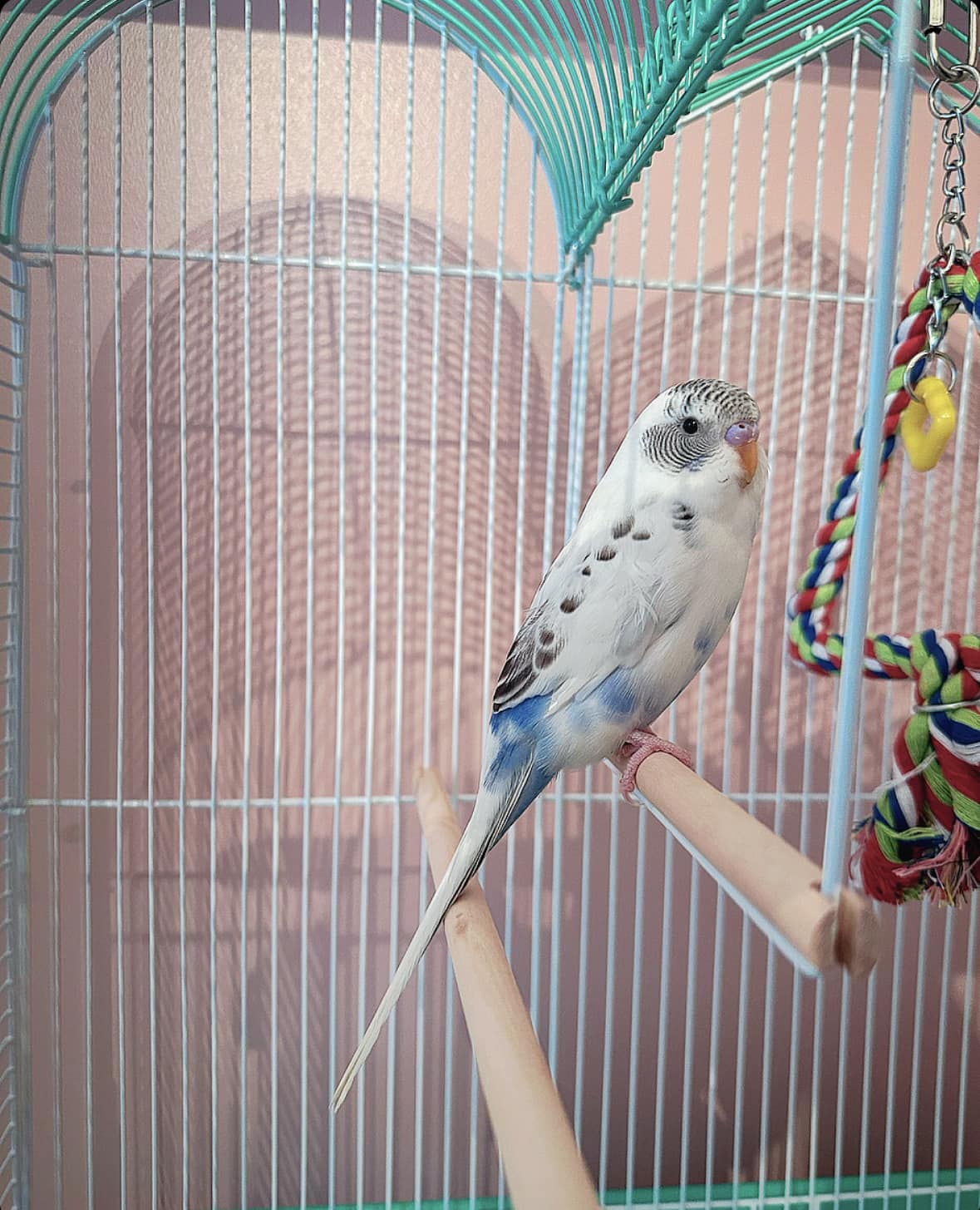 Single budgie alone in small cage showing boredom signs