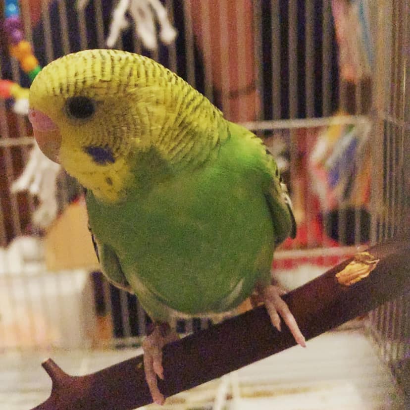 Single budgie bonding closely with owner at Paradise Pets Swindon