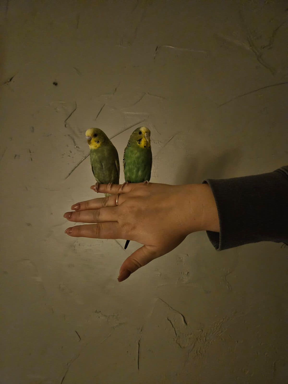 Single budgie versus pair UK choice for one person home