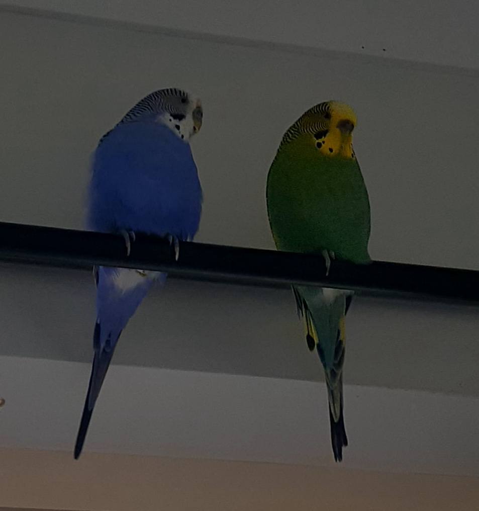 Single female budgie in quiet UK home