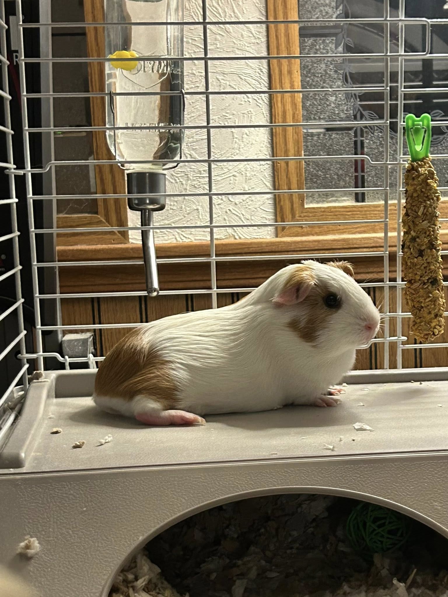 Single guinea pig sitting alone in a hutch showing signs of isolation