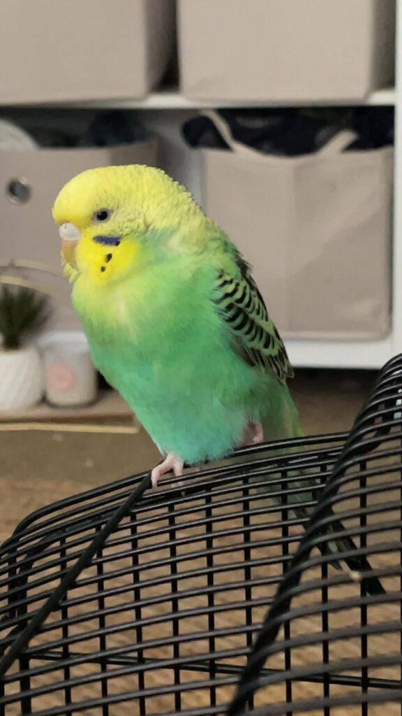 Sleeping budgie one leg tucked head in wing UK cage