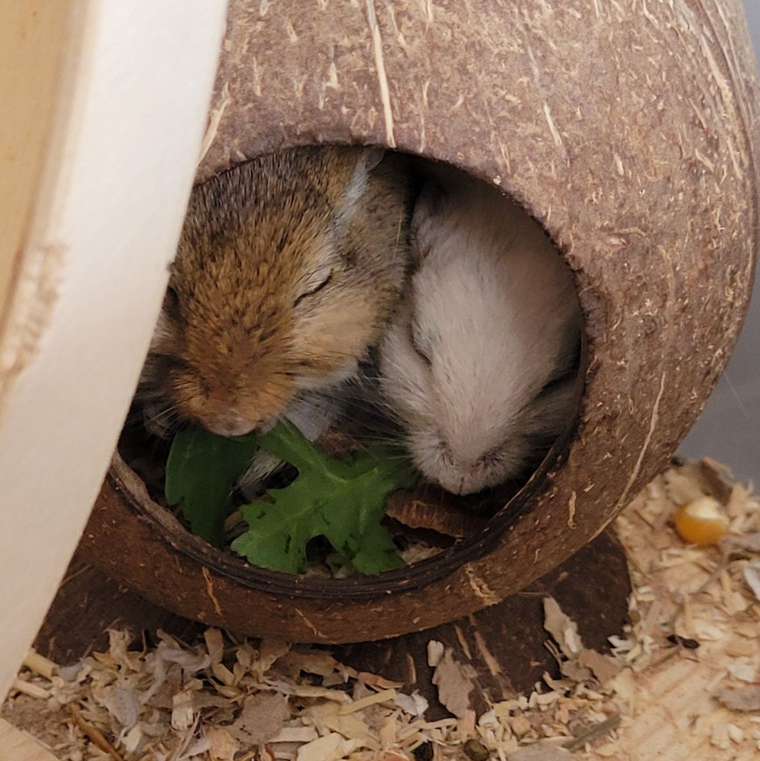 Sleeping gerbil curled up in burrow nest UK pet cage