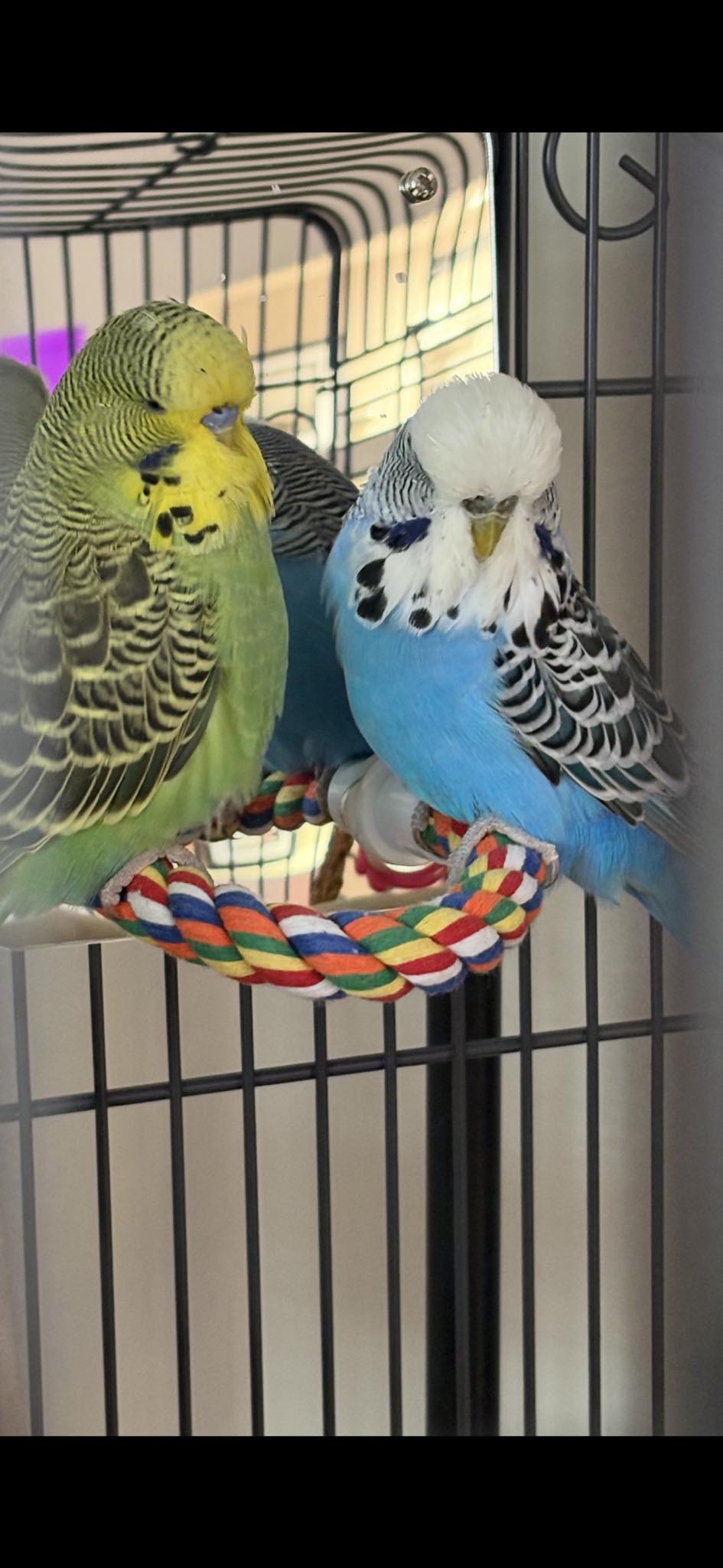 Small budgie starter cage compared to a larger suitable cage