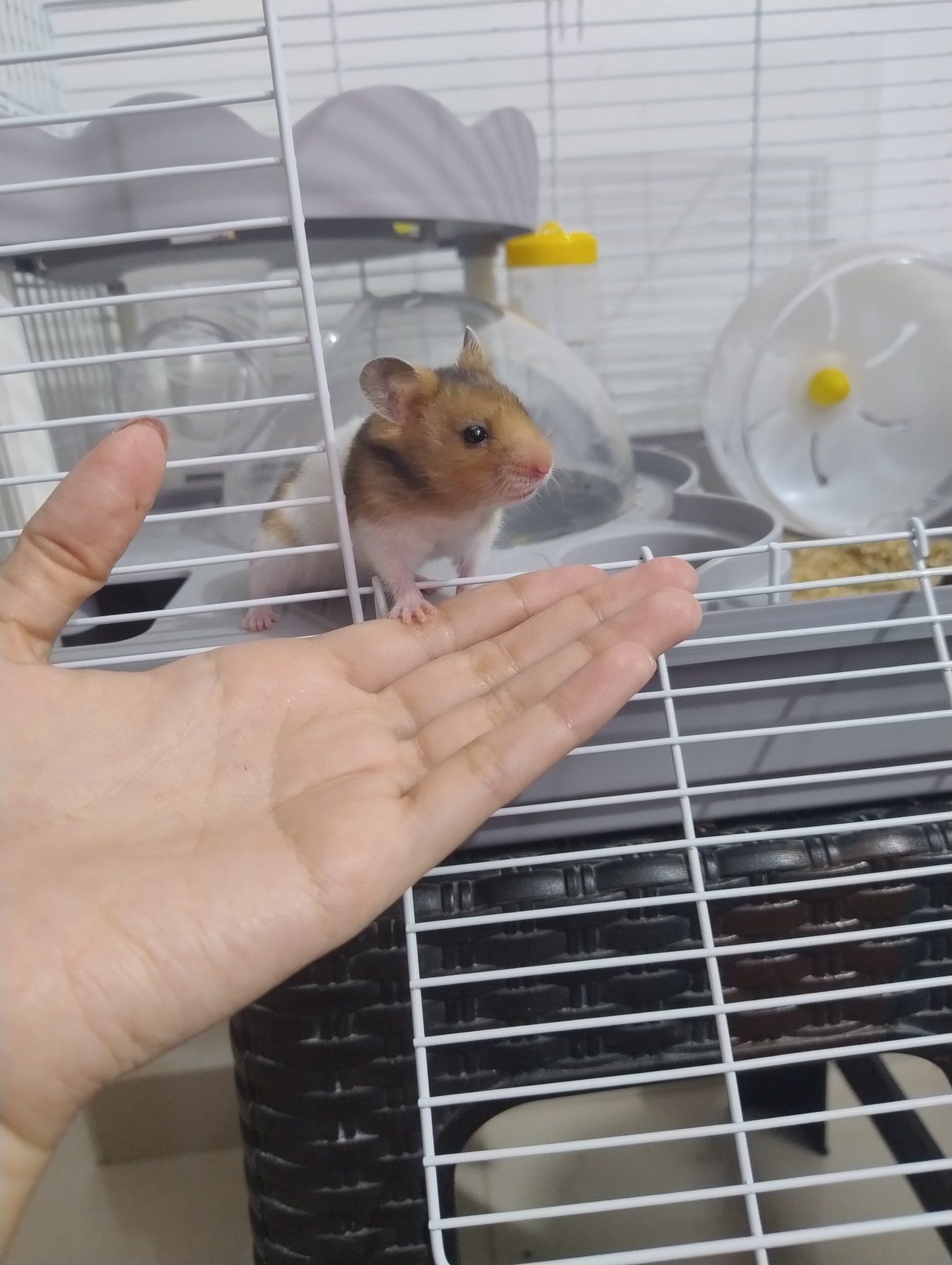 Small hamster cage compared to proper sized enclosure