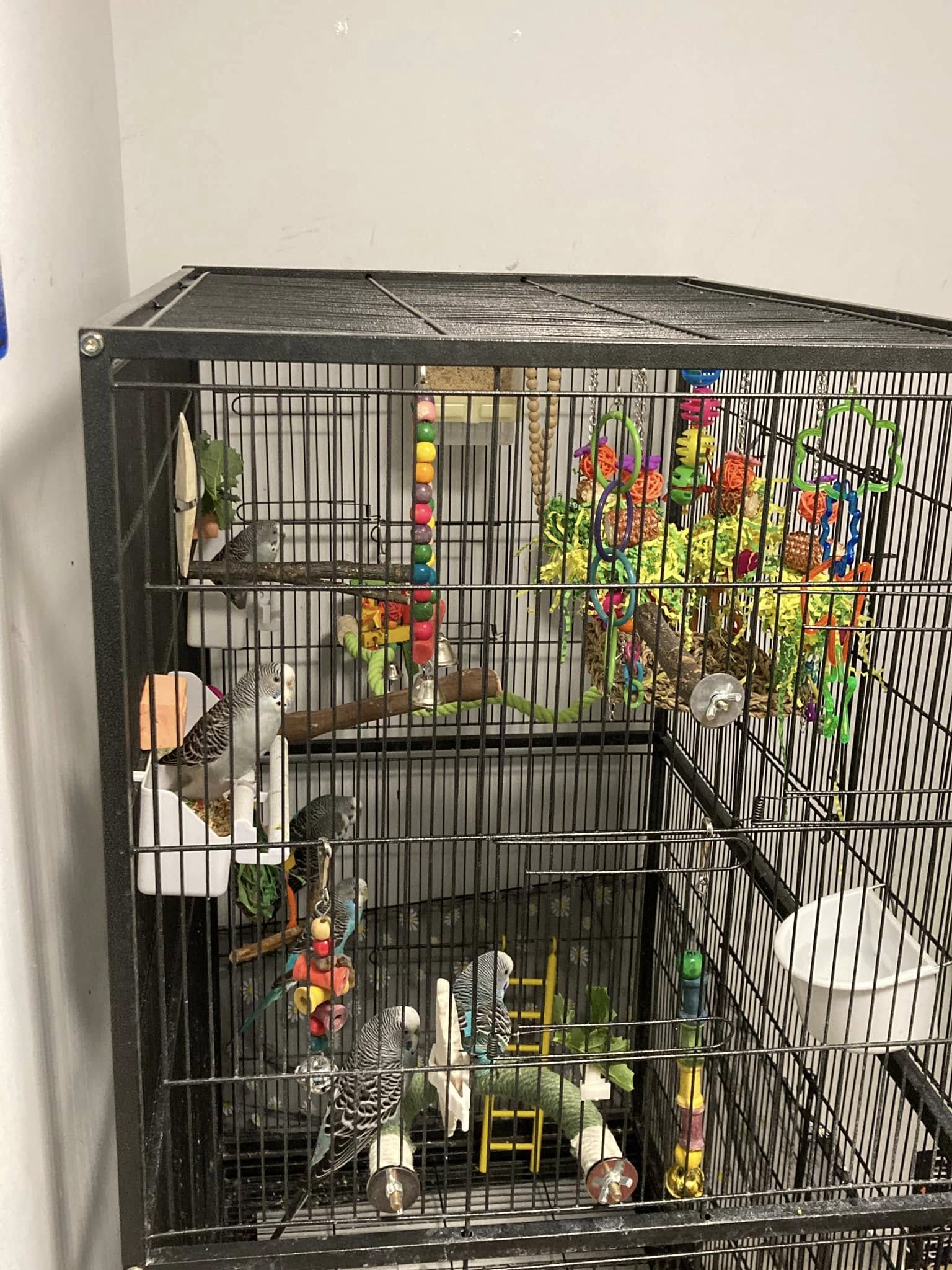 Small overcrowded budgie cage UK
