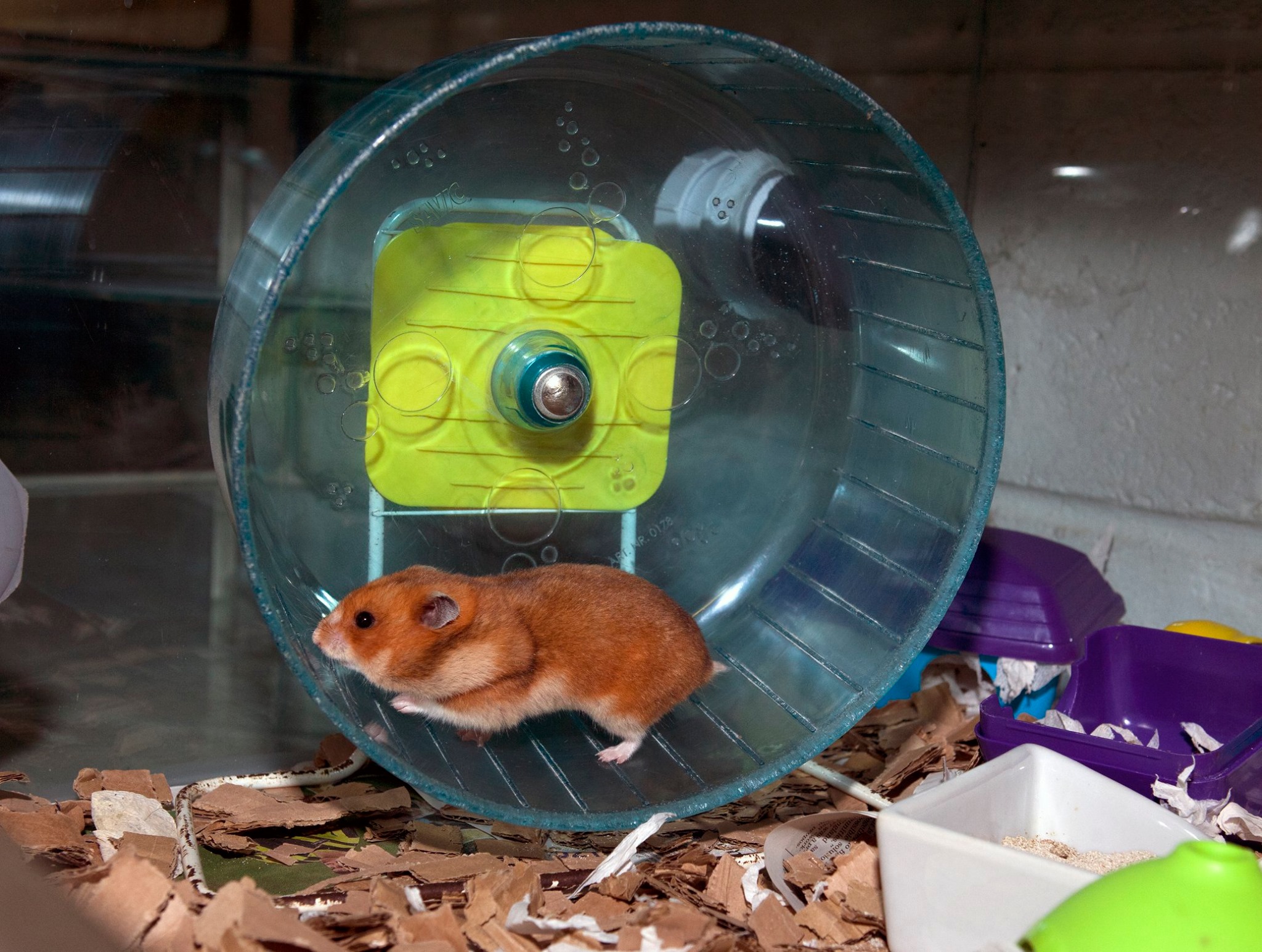 Solid surface 25cm hamster wheel correct size for Syrian hamster