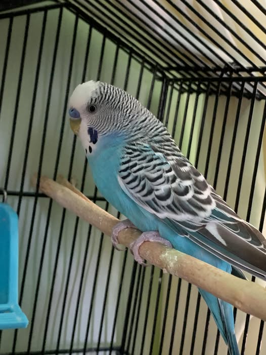 Standard male budgie ideal for single adult UK companion