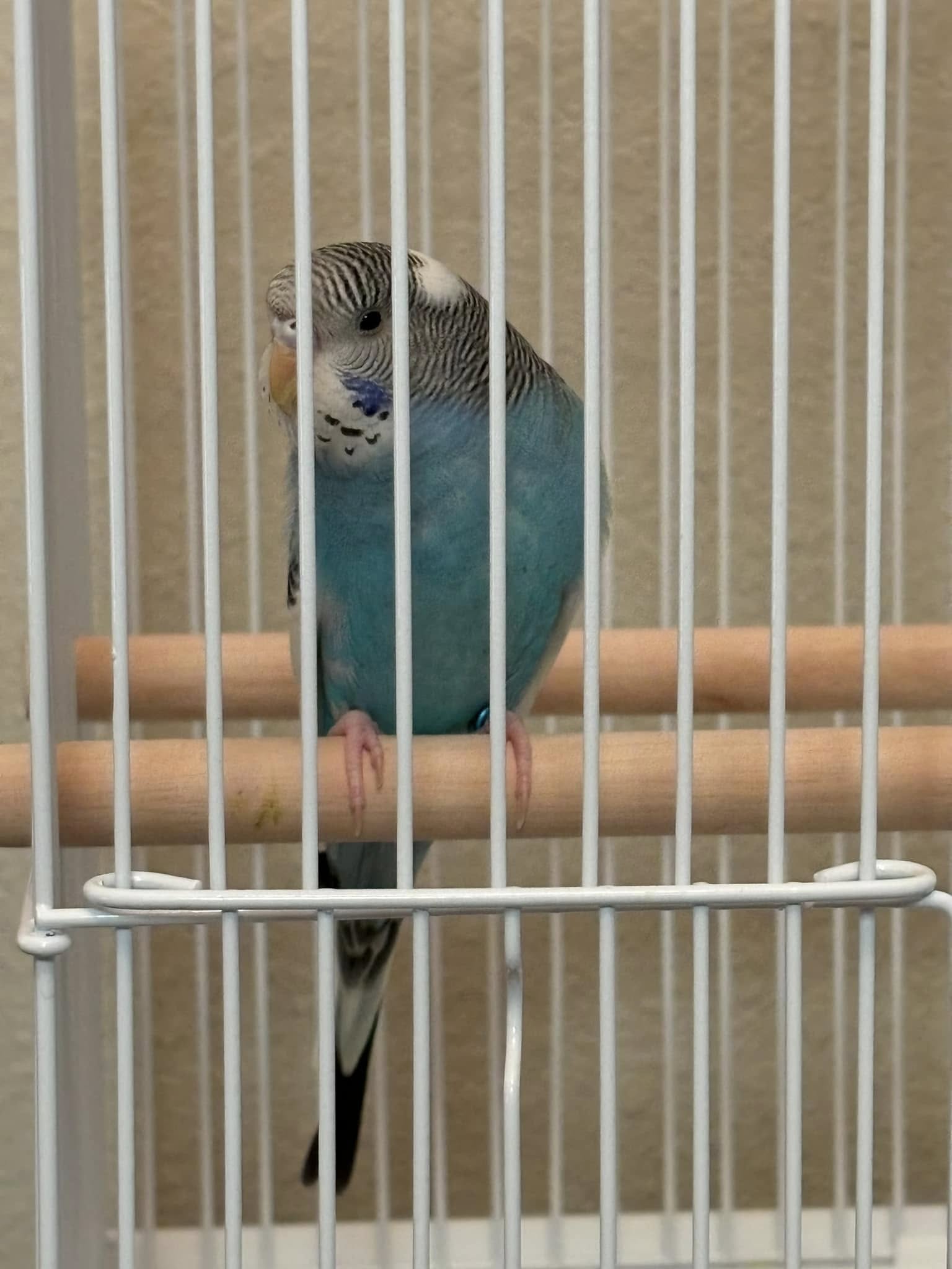 Stressed budgie in cage near new household disturbance