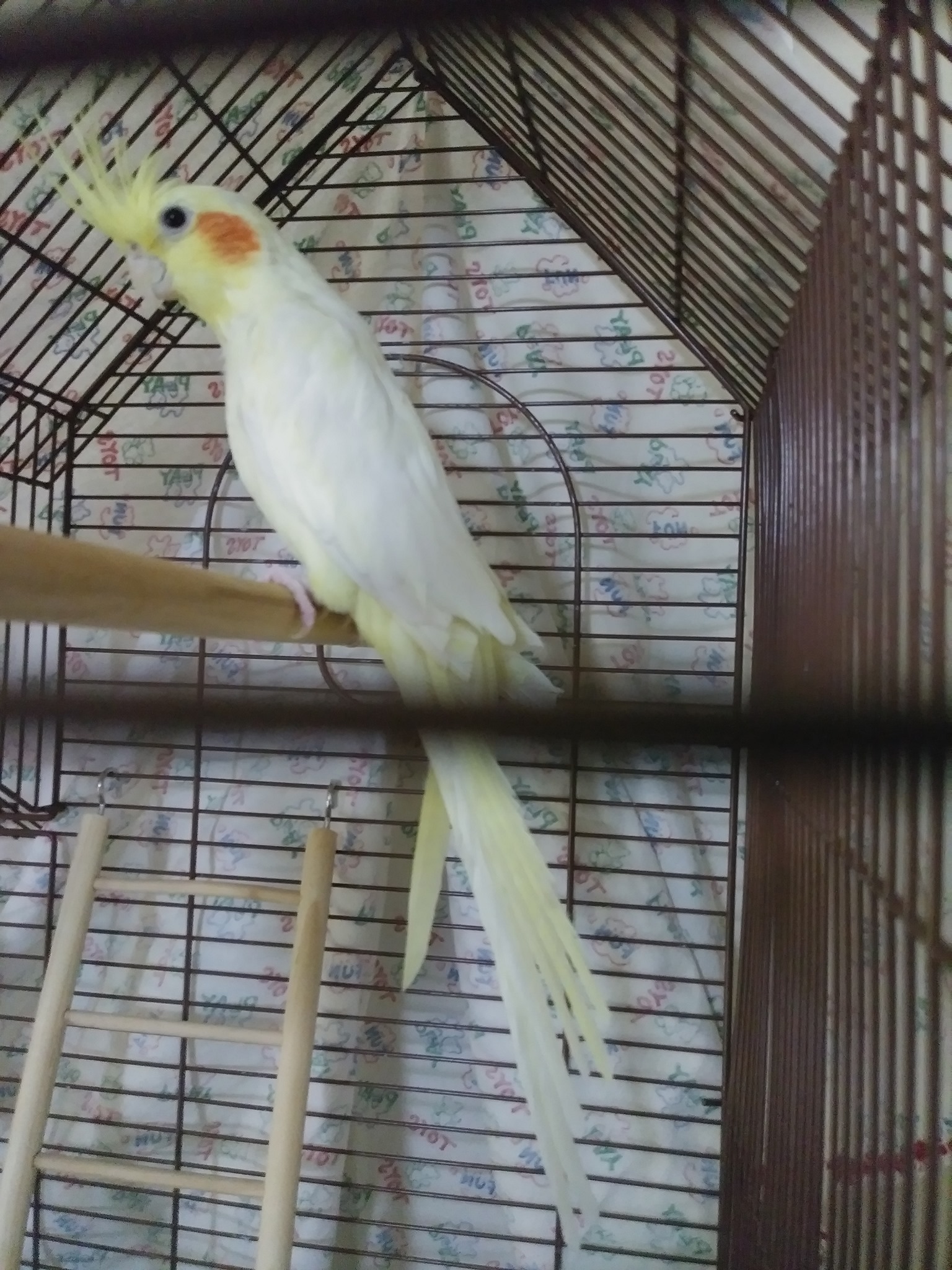 Stressed cockatiel hiding in corner of UK home cage