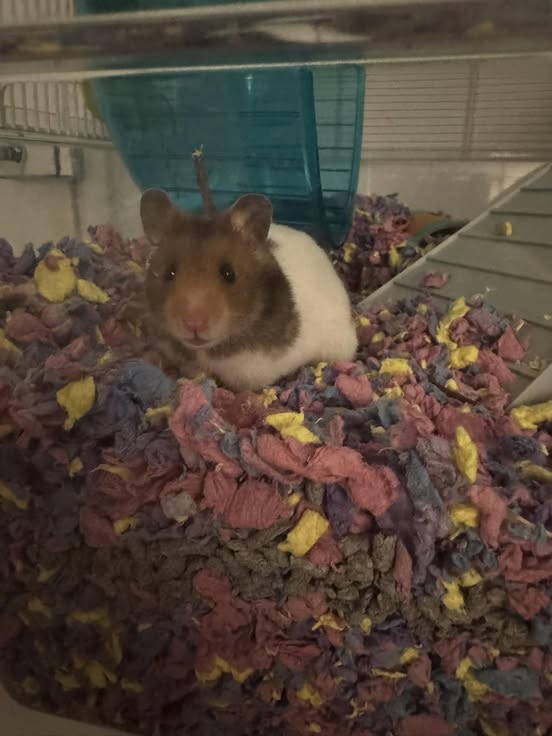 Stressed hamster bar chewing showing repetitive stress behaviour