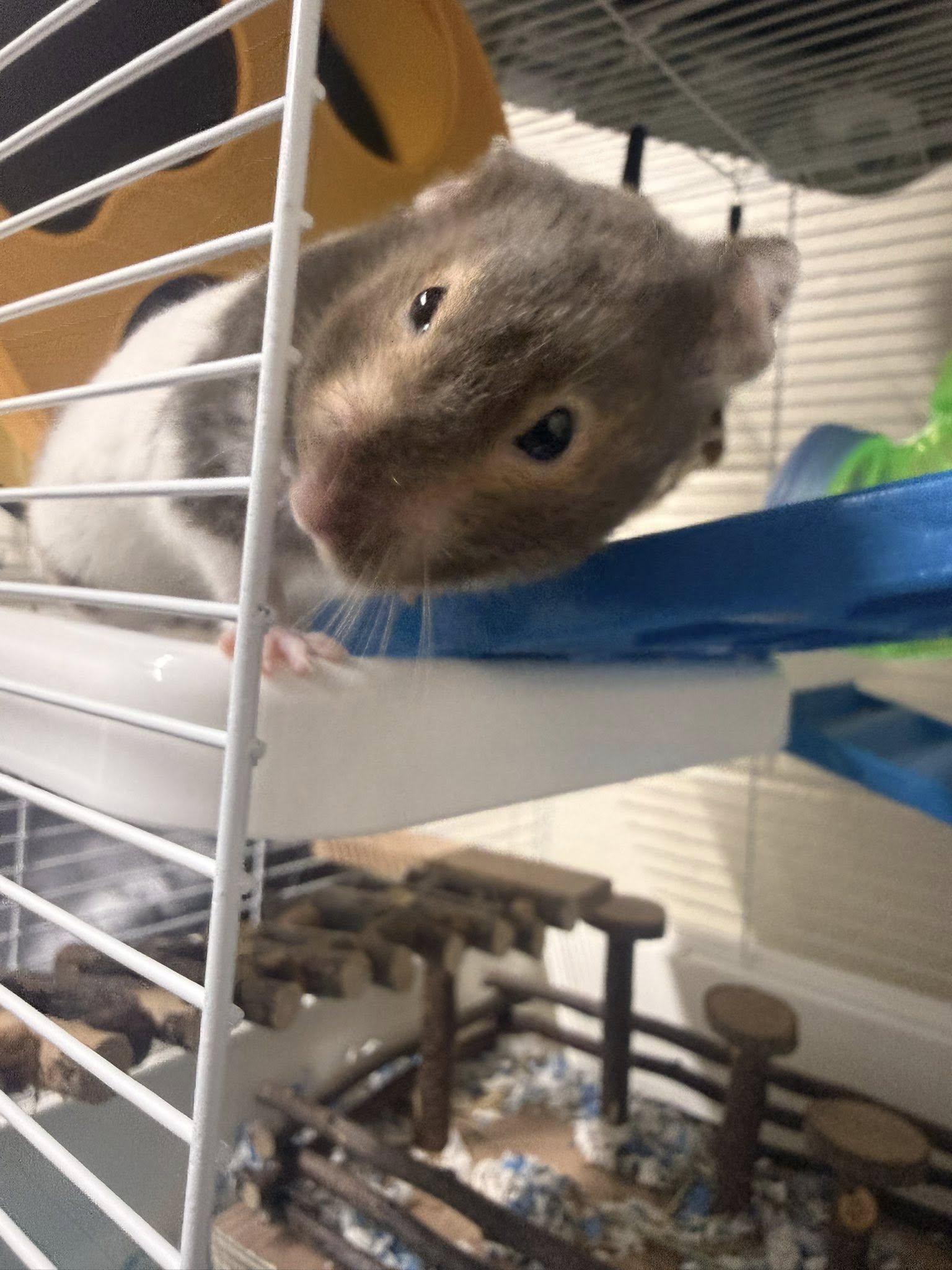 Stressed hamster in cage with environmental disturbance