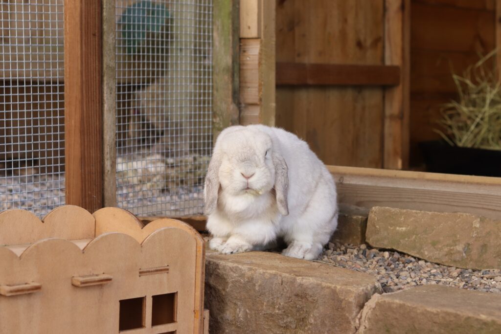 Stressed rabbit in hutch near predator UK