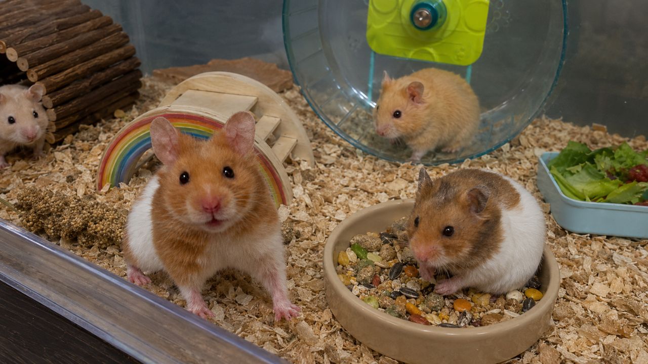 Syrian and dwarf hamsters available at UK pet shop