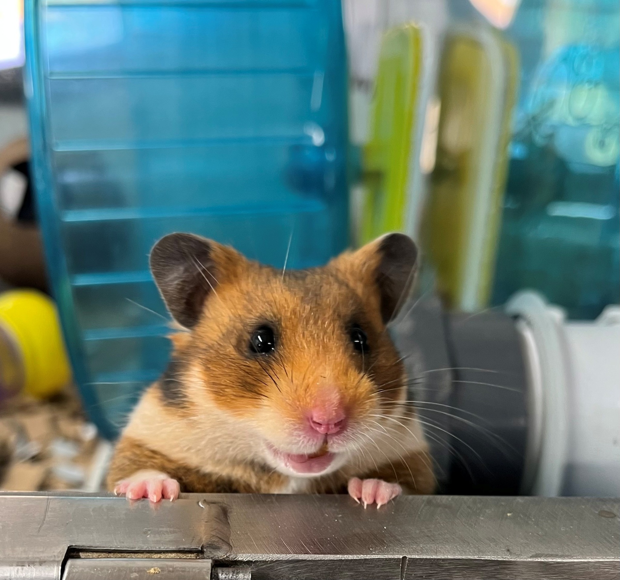 Syrian hamster close up face Paradise Pets Swindon