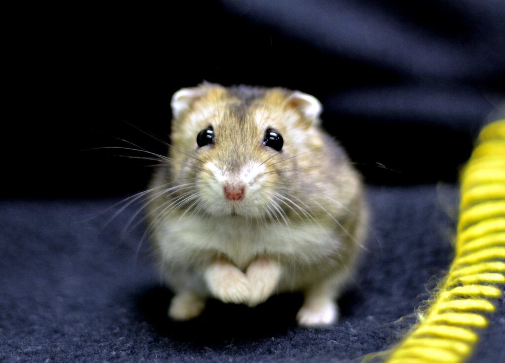 Syrian hamster family pet UK