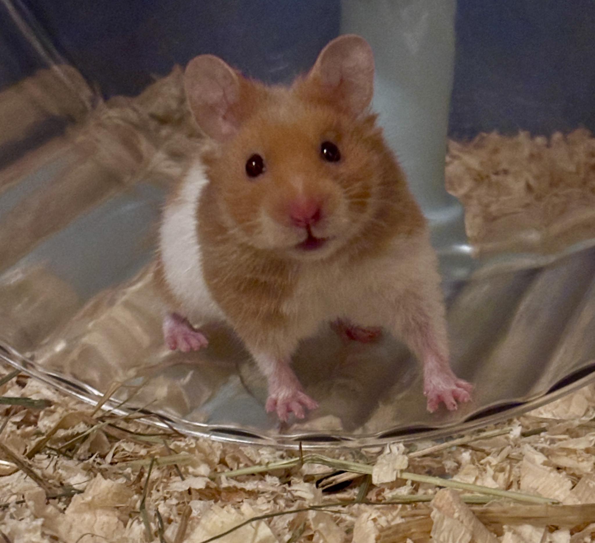 Syrian hamster handled gently during evening hours
