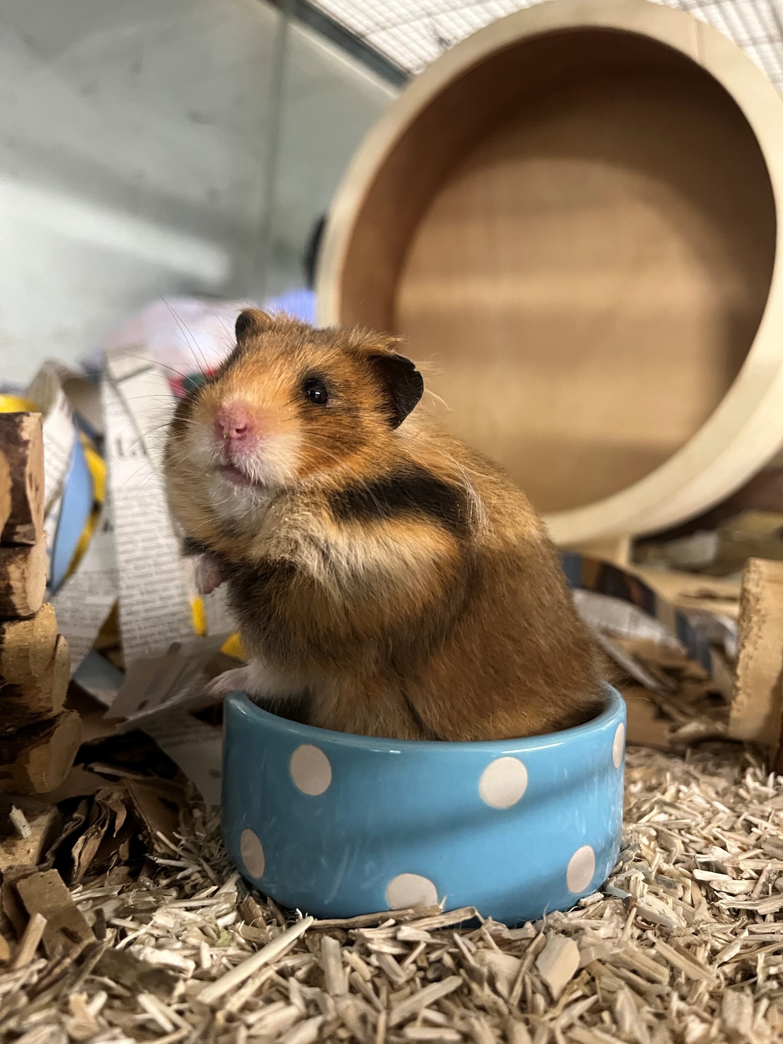 Syrian hamster sitting in its cage in a UK home