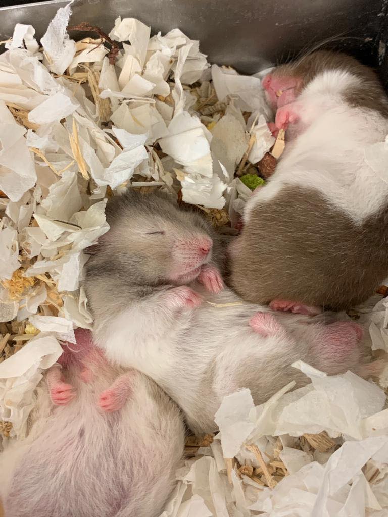 Syrian hamster sleeping in burrow during daytime hours