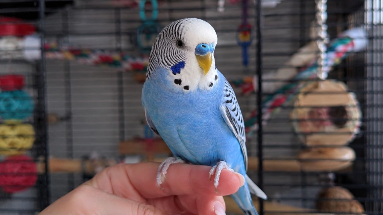 Tame budgie on finger UK owner